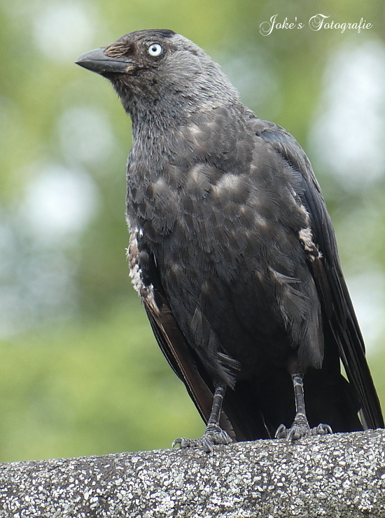 Wat is dit voor vogel?